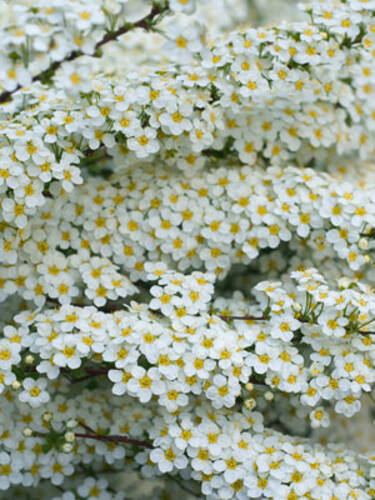 erstes zustzliches Bild des Artikels "Weie Rispenspiere Grefsheim" aus der Kategorie "Ziergehlze"