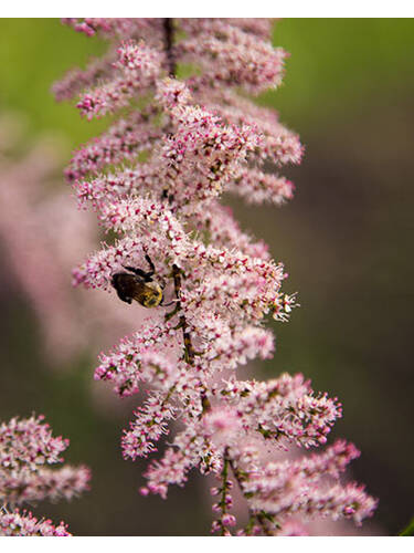 erstes zustzliches Bild des Artikels "Sommer-Tamariske Pink Cascade" aus der Kategorie "Ziergehlze"