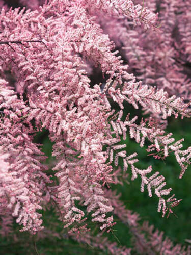 Ziergehlze - Sommer-Tamariske Pink Cascade Bild 2