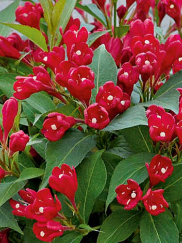 erstes zustzliches Bild des Artikels "Weigelie All Summer Red" aus der Kategorie "Ziergehlze"