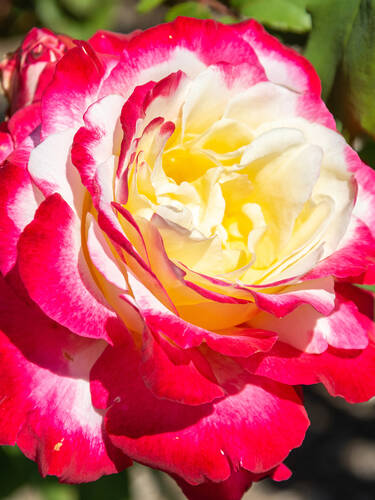 Erstes Zusatzbild des Artikels "Edelrose Double Delight" (Bildbeschreibung ist in Arbeit