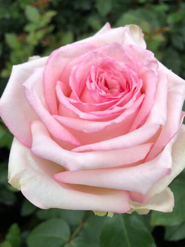 Edelrose Meine Rose Bild 2