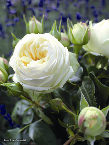 Erstes Zusatzbild des Artikels "Edelrose Wedding Piano�" (Bildbeschreibung ist in Arbeit
