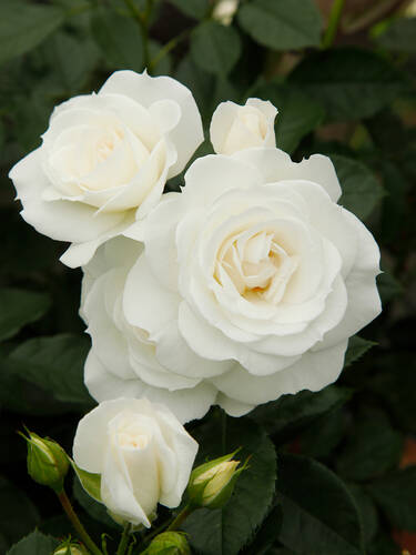 Erstes Zusatzbild des Artikels "Beetrose Baby Schneewittchen" (Bildbeschreibung ist in Arbeit