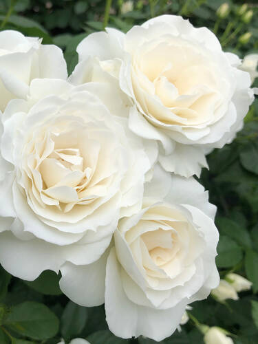 Zweites Zusatzbild des Artikels "Beetrose Baby Schneewittchen" (Bildbeschreibung ist in Arbeit