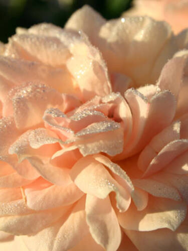 Beetrose Garden of Roses Bild 2