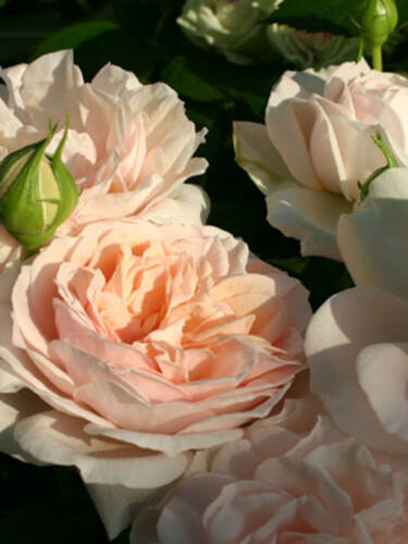 zweites zustzliches Bild des Artikels "Beetrose Garden of Roses"