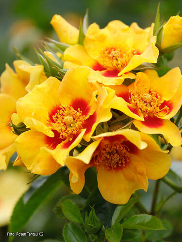 Erstes Zusatzbild des Artikels "Beetrose Orienta� Milya" (Bildbeschreibung ist in Arbeit