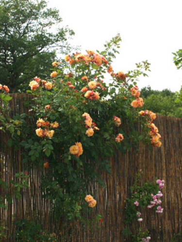erstes zustzliches Bild des Artikels "Kletterrose Aloha"