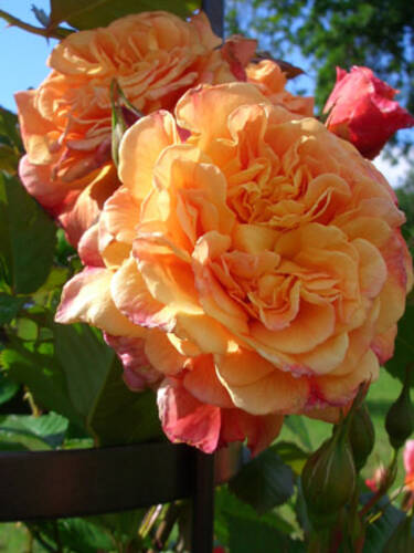 zweites zustzliches Bild des Artikels "Kletterrose Aloha"