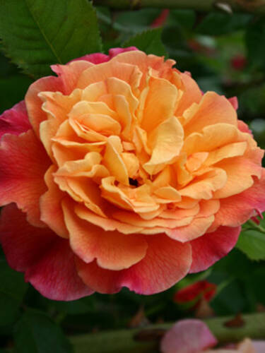 drittes zustzliches Bild des Artikels "Kletterrose Aloha"