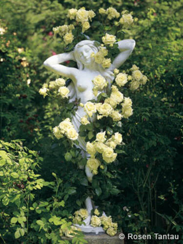 zweites zustzliches Bild des Artikels "Nostalgie-Kletterrose Elfe"