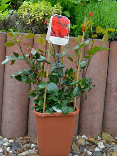 erstes zustzliches Bild des Artikels "Kletterrose Florentina"