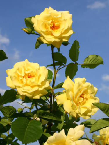 erstes zustzliches Bild des Artikels "Kletterrose Golden Gate"