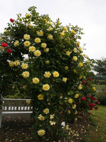 zweites zustzliches Bild des Artikels "Kletterrose Golden Gate"