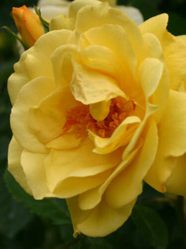 drittes zustzliches Bild des Artikels "Kletterrose Golden Gate"
