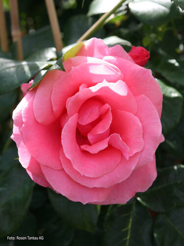 erstes zustzliches Bild des Artikels "Kletterrose Lawinia"