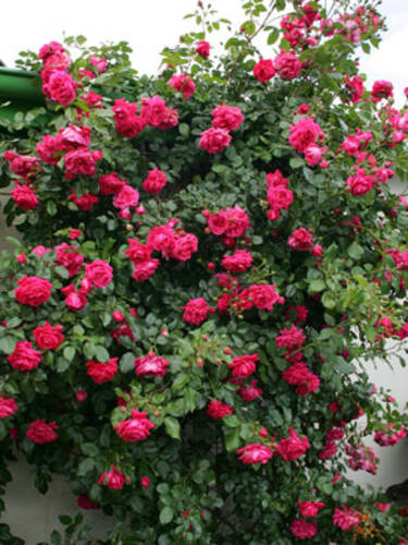 erstes zustzliches Bild des Artikels "Kletterrose Laguna"