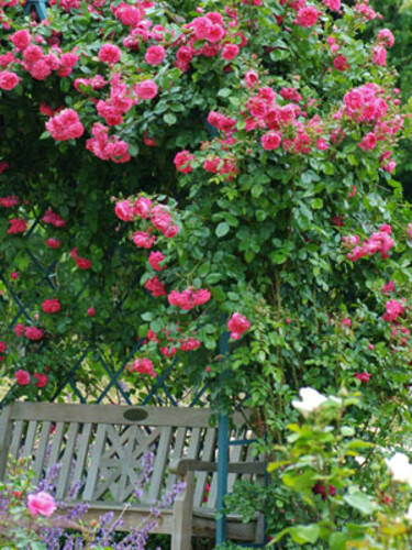 zweites zustzliches Bild des Artikels "Kletterrose Laguna"