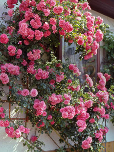 erstes zustzliches Bild des Artikels "Zierstrauch-/Kletterrose Rosarium Uetersen"