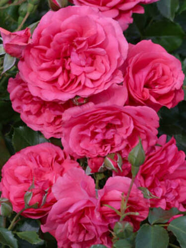 zweites zustzliches Bild des Artikels "Zierstrauch-/Kletterrose Rosarium Uetersen"