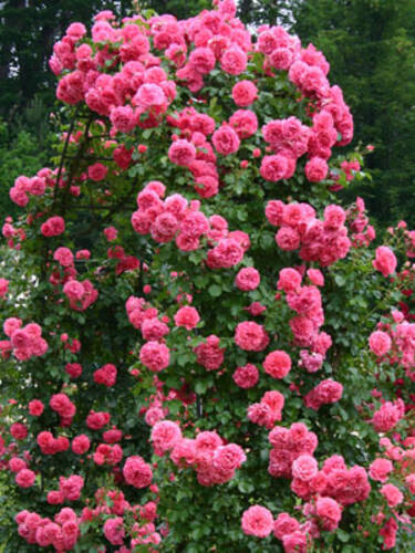 drittes zustzliches Bild des Artikels "Zierstrauch-/Kletterrose Rosarium Uetersen"