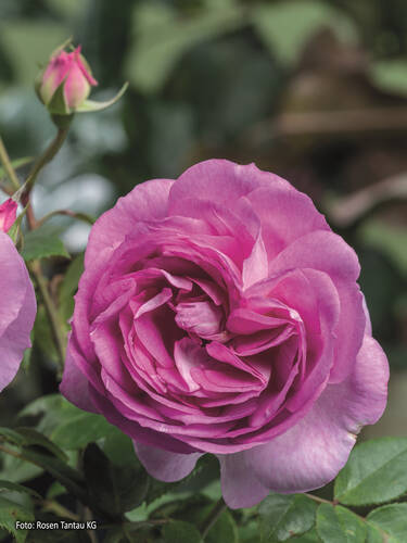 Erstes Zusatzbild des Artikels "Strauchrose Saphir�" (Bildbeschreibung ist in Arbeit