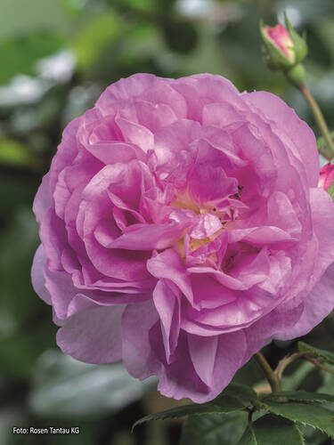 Zweites Zusatzbild des Artikels "Strauchrose Saphir�" (Bildbeschreibung ist in Arbeit