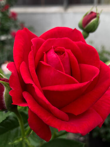 Erstes Zusatzbild des Artikels "Strauchrose Lucky Red�" (Bildbeschreibung ist in Arbeit