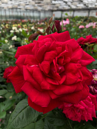 Zweites Zusatzbild des Artikels "Strauchrose Lucky Red�" (Bildbeschreibung ist in Arbeit