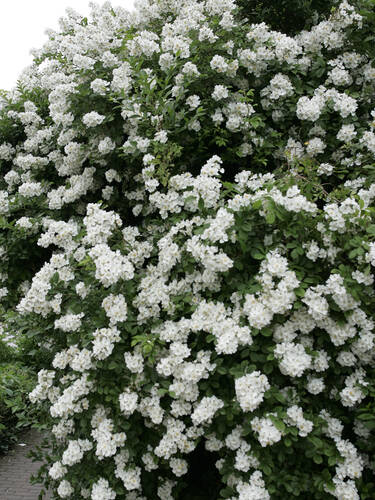 Erstes Zusatzbild des Artikels "Bschel-Rose" (Bildbeschreibung ist in Arbeit