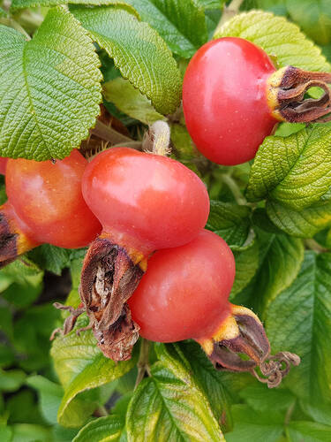 erstes zustzliches Bild des Artikels "Kartoffelrose/Apfelrose" aus der Kategorie "Obstgehlze"