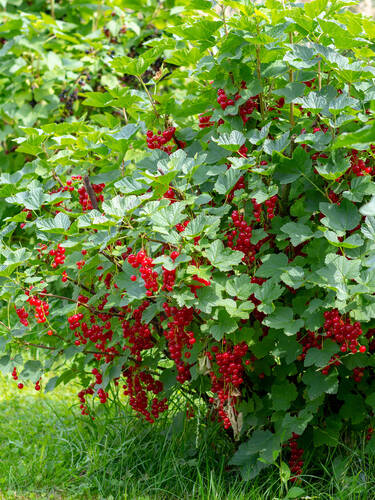 Erstes Zusatzbild des Artikels "Johannisbeere Jonkheer van Tets (Busch)" (Bildbeschreibung ist in Arbeit