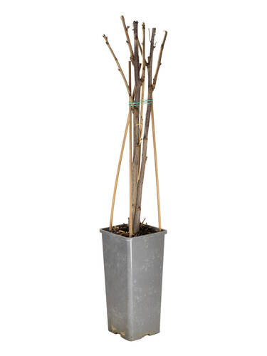 Drittes Zusatzbild des Artikels "Johannisbeere Jonkheer van Tets (Busch)" (Bildbeschreibung ist in Arbeit