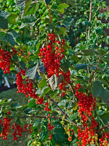 erstes zustzliches Bild des Artikels "Rote Johannisbeere Rovada (Stamm)"