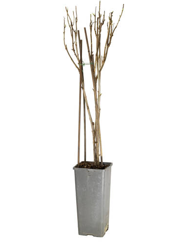 Drittes Zusatzbild des Artikels "Schwarze Johannisbeere Titania (Busch)" (Bildbeschreibung ist in Arbeit