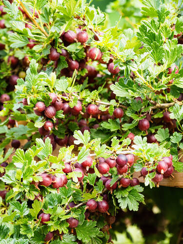 Erstes Zusatzbild des Artikels "Stachelbeere Hinnonmki, rot (Busch)" (Bildbeschreibung ist in Arbeit