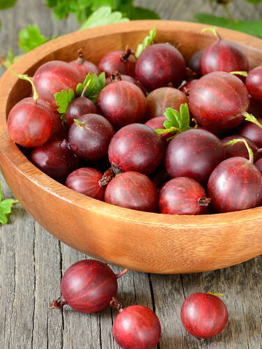 Zweites Zusatzbild des Artikels "Stachelbeere Hinnonmki, rot (Busch)" (Bildbeschreibung ist in Arbeit