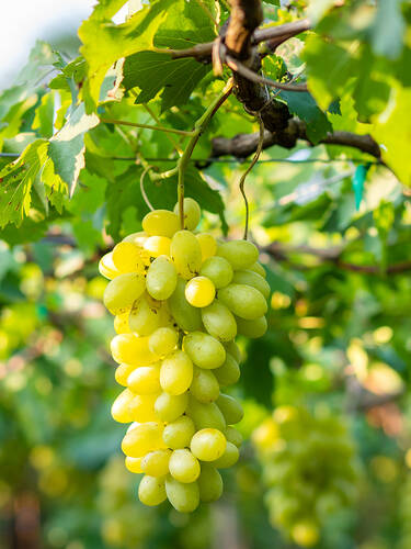 Zweites Zusatzbild des Artikels "Weinreben-Trio" (Bildbeschreibung ist in Arbeit