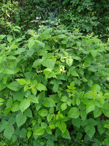 Erstes Zusatzbild des Artikels "Herbsthimbeere BLISSY Autumn Bliss" (Bildbeschreibung ist in Arbeit