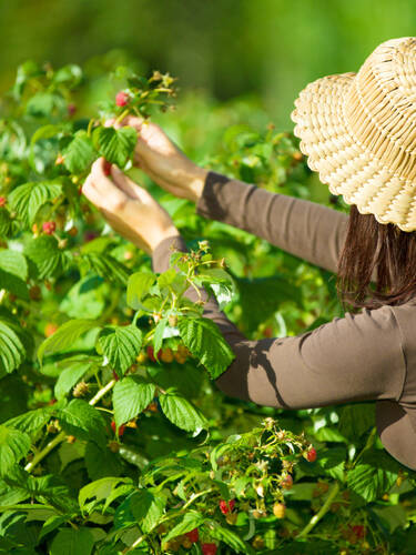 Zweites Zusatzbild des Artikels "Herbsthimbeere BLISSY Autumn Bliss" (Bildbeschreibung ist in Arbeit
