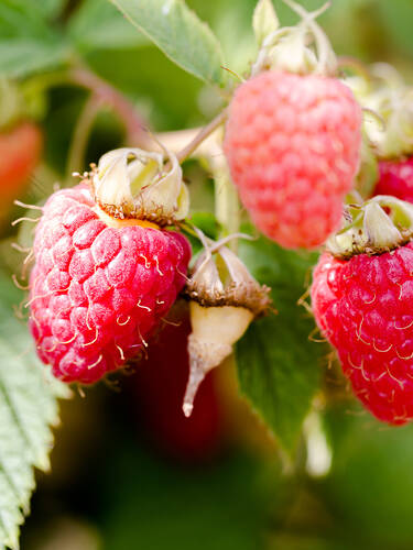Zweites Zusatzbild des Artikels "Herbsthimbeere Heritage" (Bildbeschreibung ist in Arbeit