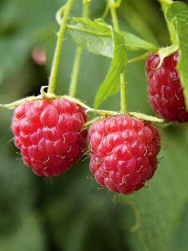 erstes zustzliches Bild des Artikels "Topfhimbeere Ruby Beauty"