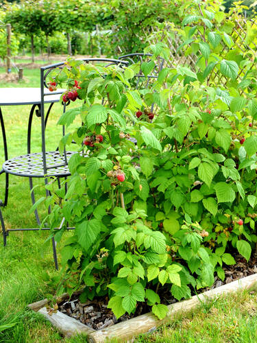 Erstes Zusatzbild des Artikels "Sommerhimbeere Rubaca" (Bildbeschreibung ist in Arbeit