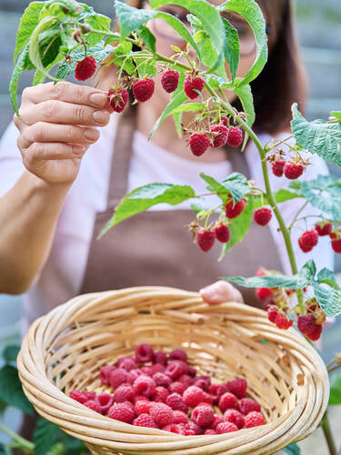 Zweites Zusatzbild des Artikels "Sommerhimbeere Rubaca" (Bildbeschreibung ist in Arbeit