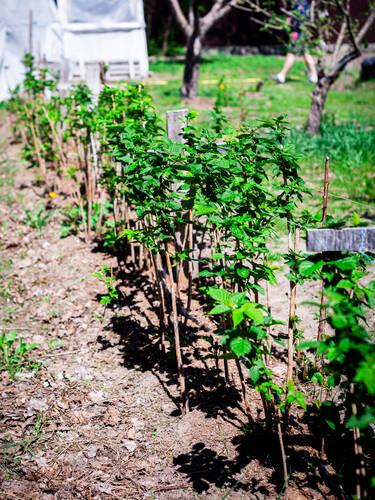 Erstes Zusatzbild des Artikels "Sommerhimbeere Willamette" (Bildbeschreibung ist in Arbeit