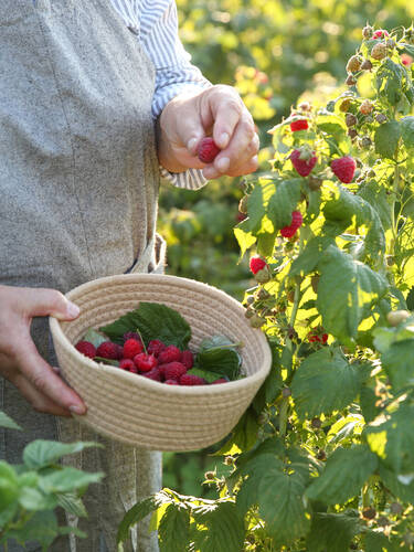 Zweites Zusatzbild des Artikels "Sommerhimbeere Willamette" (Bildbeschreibung ist in Arbeit