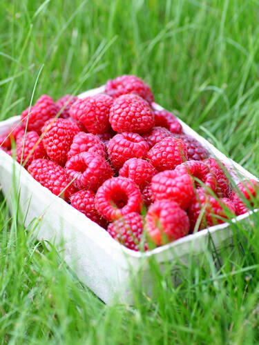 Drittes Zusatzbild des Artikels "Sommerhimbeere Willamette" (Bildbeschreibung ist in Arbeit