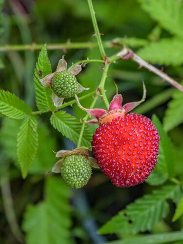 Obstgehölze - Erdbeer-Himbeere Red Beauty Bild 2
