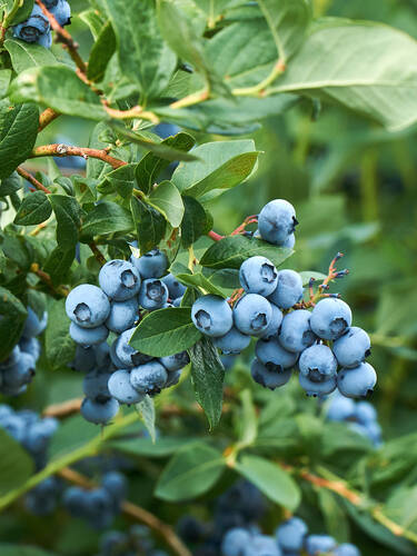 Heidelbeere Lowberry Little Blue Wonder Bild 2